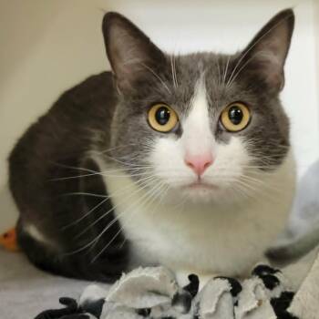 Domestic Short Hair Cats Available for Adoption in Columbia, Missouri - Macarena (aka Mouser) | PetCurious