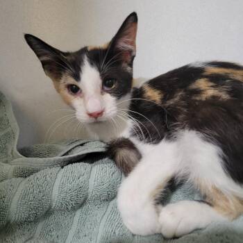 (Found) Maisie -  Domestic Short Hair Cat for Adoption in Cabot, Arkansas - (Found) Maisie | PetCurious