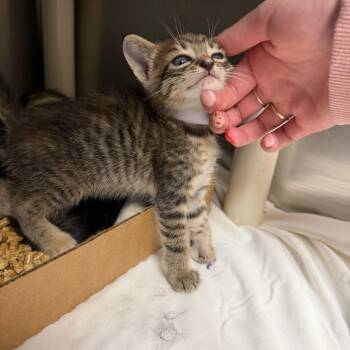 Chelsea -  Domestic Short Hair Cat for Adoption in Donalsonville, Georgia - Chelsea | PetCurious