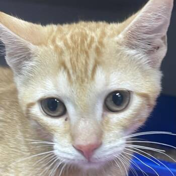 Bucket -  Domestic Short Hair Cat for Adoption in Newark, New Jersey - Bucket | PetCurious
