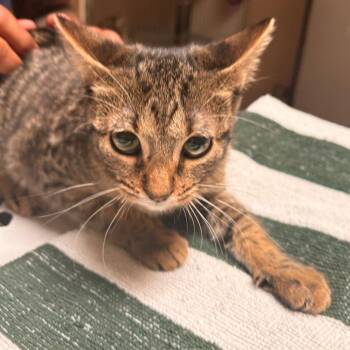Joan -  Domestic Short Hair Cat for Adoption in Dallas, Texas - Joan | PetCurious
