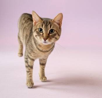 Mipsy MD -  Tabby Cat Available for Adoption - Mipsy MD | PetCurious