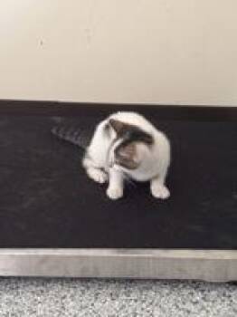 Mew -  Domestic Short Hair Cat for Adoption in Potsdam, New York - Mew | PetCurious
