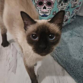 Flare -  Domestic Short Hair Cat for Adoption in New Castle, Delaware - Flare | PetCurious