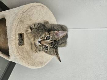 Jack Jack -  Domestic Short Hair Cat Available for Adoption in Kalamazoo, Michigan - Jack Jack | PetCurious