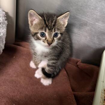 Bokchoi 4754 -  Domestic Short Hair Cat Available for Adoption in Hamilton, Georgia - Bokchoi 4754 | PetCurious
