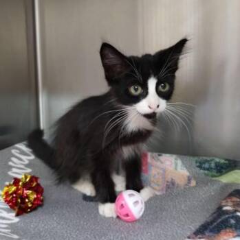YIN -  Domestic Medium Hair Cat for Adoption in Alameda, California - YIN | PetCurious