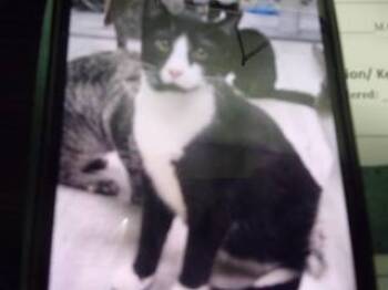 Rescue Domestic Short Hair Cats for Adoption in Princeton, West Virginia - Uncle Pester | PetCurious