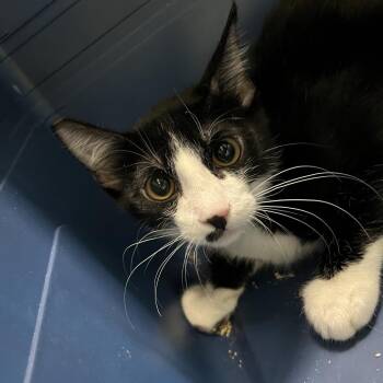 Pepper -  Domestic Short Hair Cat for Adoption in Las Vegas, Nevada - Pepper | PetCurious