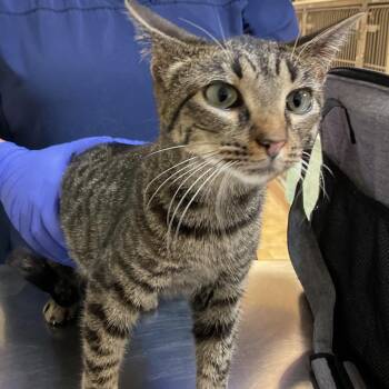 Piper -  Domestic Short Hair Cat for Adoption in Monroe, Louisiana - Piper | PetCurious