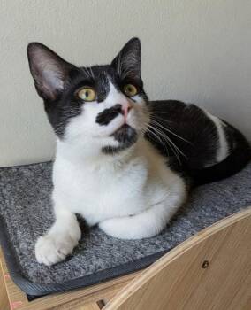 Hotch -  Domestic Short Hair Cat for Adoption in Ocala, Florida - Hotch | PetCurious