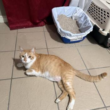 Pisoi -  Domestic Short Hair Cat for Adoption in Long Beach, California - Pisoi | PetCurious