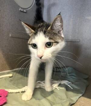 Clara -  Domestic Short Hair Cat for Adoption - Clara | PetCurious