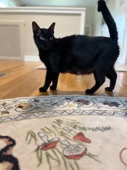 Bella Boo Boo -  Domestic Short Hair Cat for Adoption - Bella Boo Boo | PetCurious