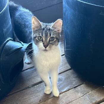 Rescue Domestic Short Hair Cats for Adoption in Nampa, Idaho - Cheddar | PetCurious