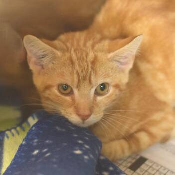 Conrad -  Domestic Short Hair Cat for Adoption in Belleville, Illinois - Conrad | PetCurious