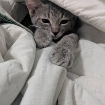 Empanada -  Domestic Short Hair Cat for Adoption in Chicago, Illinois - Empanada | PetCurious