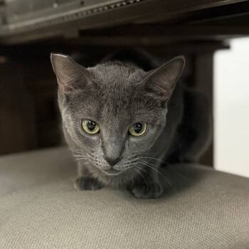 Rescue Domestic Short Hair Cats for Adoption in Las Vegas, Nevada - Spot | PetCurious