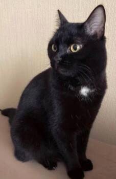 Domestic Short Hair Cats Available for Adoption - ONYX A True  Sweetheart | PetCurious