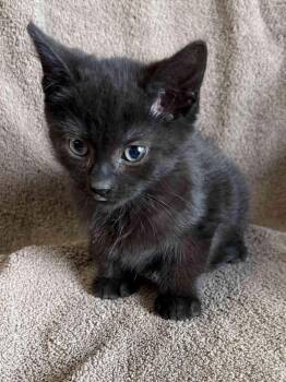 Kyler -  Domestic Short Hair Cat Available for Adoption in York, Nebraska - Kyler | PetCurious