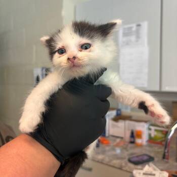 Domestic Short Hair Cats Available for Adoption in Huntington, West Virginia - Yates | PetCurious