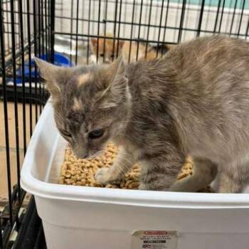 Domestic Short Hair Cats Available for Adoption in Gadsden, Alabama - Toad | PetCurious