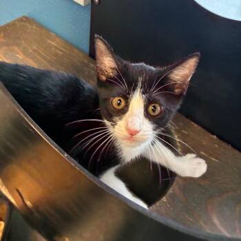 Glenda -  Domestic Short Hair Cat for Adoption in Carencro, Louisiana - Glenda | PetCurious