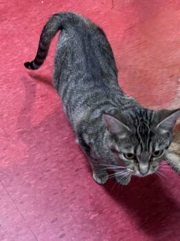 Rain -  Domestic Short Hair Cat for Adoption in Hoopeston, Illinois - Rain | PetCurious