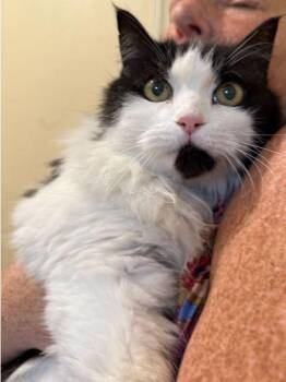 Domestic Long Hair Cats Available for Adoption in Hudson, New Hampshire - Kazumi | PetCurious