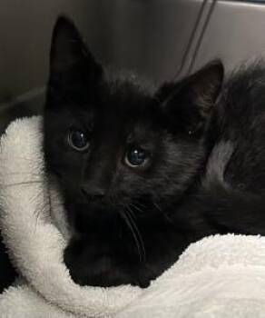 Banana -  Domestic Short Hair Cat for Adoption in Kansas City, Missouri - Banana | PetCurious