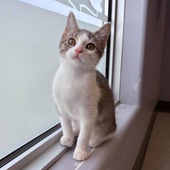 Flower Bud -  Domestic Short Hair Cat for Adoption in Clavet, Saskatchewan - Flower Bud | PetCurious