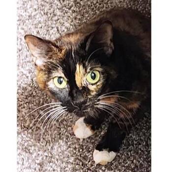 Rescue Calico Cats for Adoption in Millcreek, Utah - Cleopatra | PetCurious