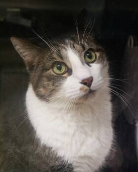 Rescue Domestic Short Hair Cats for Adoption in Fishers, Indiana - Joey | PetCurious