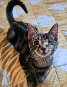 Bandit -  Domestic Short Hair Cat for Adoption in Pasco, Washington - Bandit | PetCurious