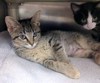 Stevie -  Domestic Short Hair Cat for Adoption in Springfield, Illinois - Stevie | PetCurious