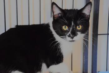 Twizzler -  Domestic Short Hair Cat for Adoption in Claresholm, Alberta - Twizzler | PetCurious