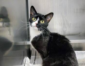 MAI TAI -  Domestic Short Hair Cat for Adoption in Aurora, Illinois - MAI TAI | PetCurious