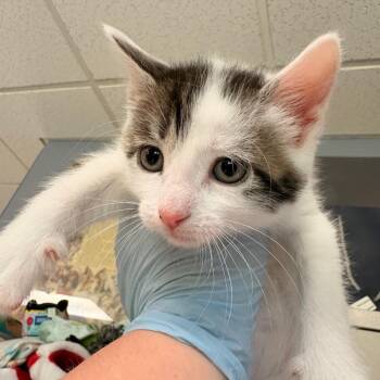Parasol -  Domestic Short Hair Cat for Adoption - Parasol | PetCurious