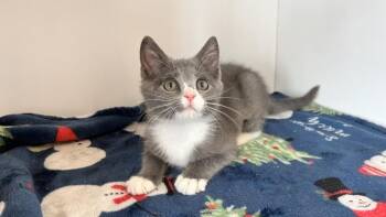 Hickory -  Domestic Short Hair Cat for Adoption in Chestertown, Maryland - Hickory | PetCurious