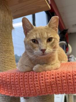 Tango -  Domestic Short Hair Cat for Adoption in Hamburg, New York - Tango | PetCurious