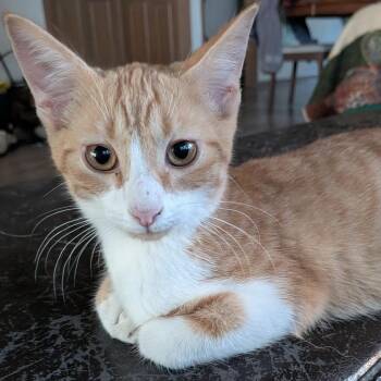 Curtis -  Domestic Short Hair Cat for Adoption in Monticello, Minnesota - Curtis | PetCurious