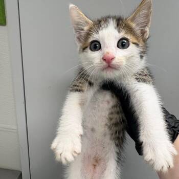 Thyme -  Domestic Short Hair Cat for Adoption in Columbiana, Alabama - Thyme | PetCurious