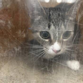 Bella Mella -  Domestic Short Hair Cat for Adoption in Philadelphia, Pennsylvania - Bella Mella | PetCurious