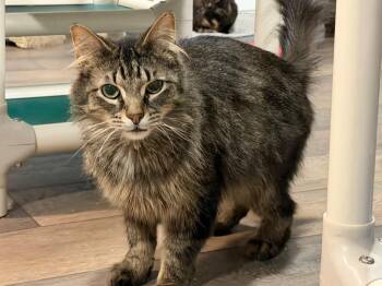 Cornish Rex Cats Available for Adoption in Powell, Ohio - Edgar Allen Paw | PetCurious