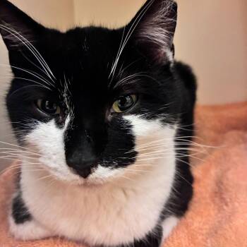 Tye Dye -  Domestic Short Hair Cat for Adoption in Dayton, Ohio - Tye Dye | PetCurious