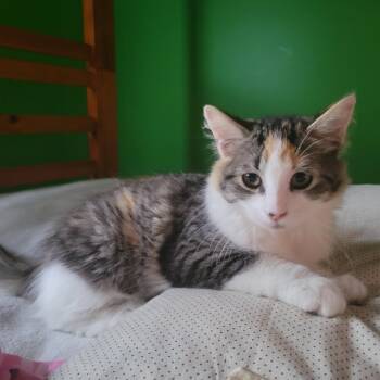 Courgette -  Domestic Long Hair Cat for Adoption in Wakefield, Quebec - Courgette | PetCurious