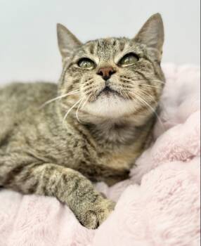 Javadi -  Domestic Short Hair Cat for Adoption in Covington, Louisiana - Javadi | PetCurious
