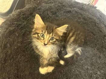 A660056 -  Domestic Long Hair Cat for Adoption in Houston, Texas - A660056 | PetCurious