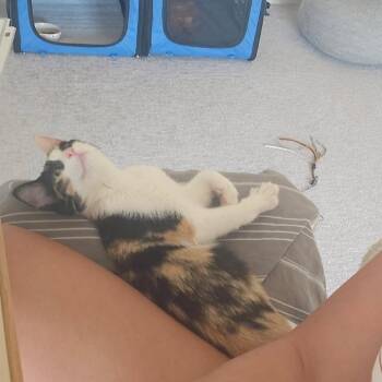 Sweets--In Foster -  Domestic Short Hair Cat for Adoption in Fargo, North Dakota - Sweets--In Foster | PetCurious