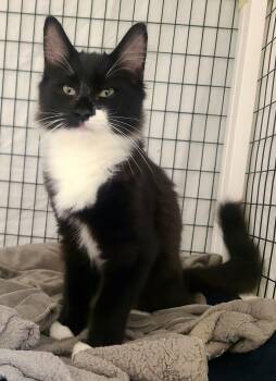 Billie & Finneas -  Domestic Medium Hair Cat for Adoption in Kirkland, Washington - Billie & Finneas | PetCurious